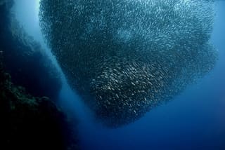 Pescador Island