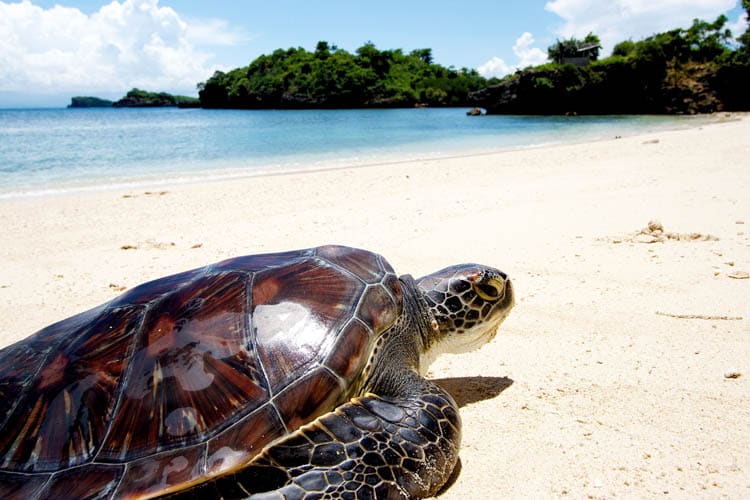 Turtle on Turtle Island Guimaras