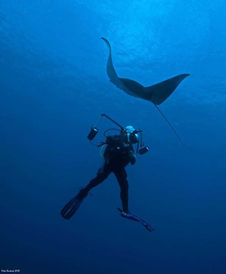 Manta Bowl