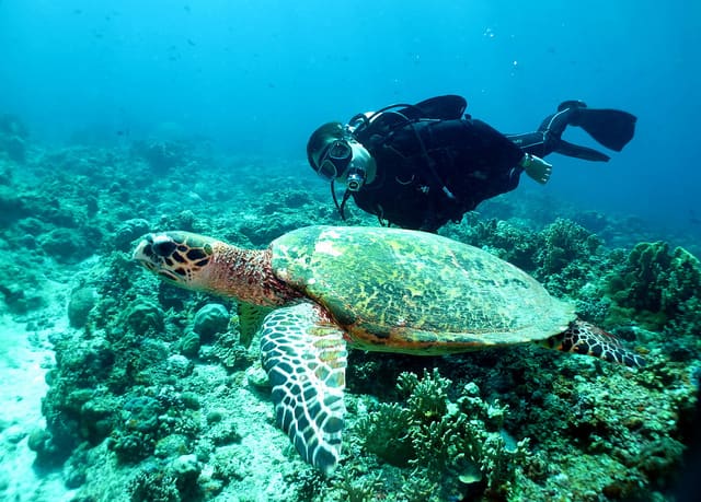 Apo Reef