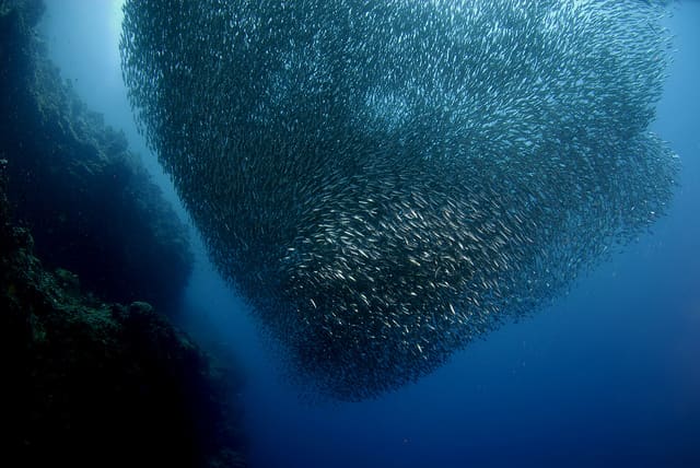 Pescador Island