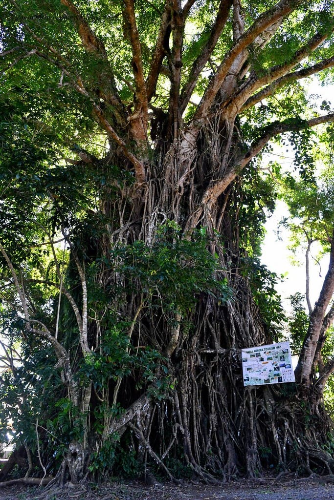 Balete Tree Aurora Philippines