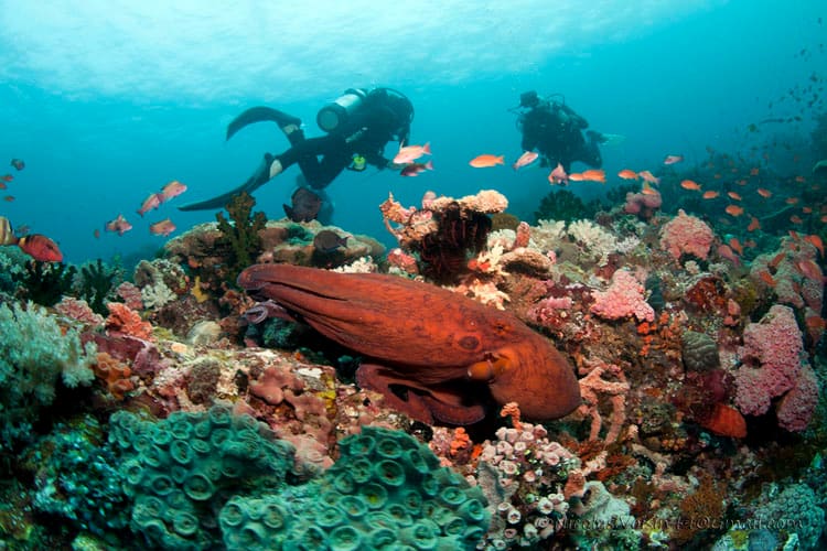 Anilao Dive Sites Batangas