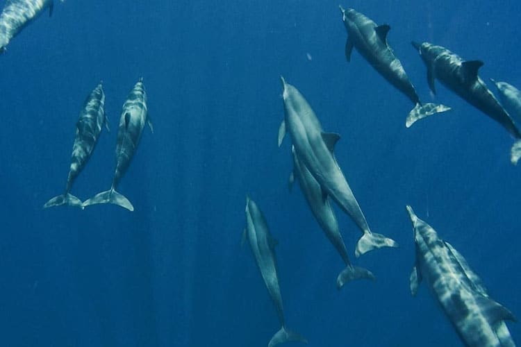 Whale and Dolphin Watching in Bais Negros Oriental
