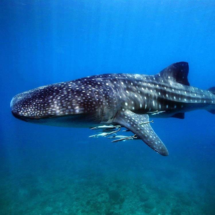 Donsol Whale Shark Interaction Site