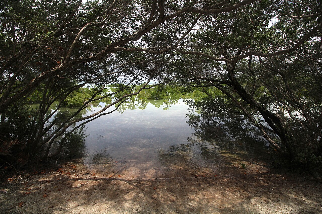 Mangrove branches arch over shallow water at Olango Island Wildlife Sanctuary.