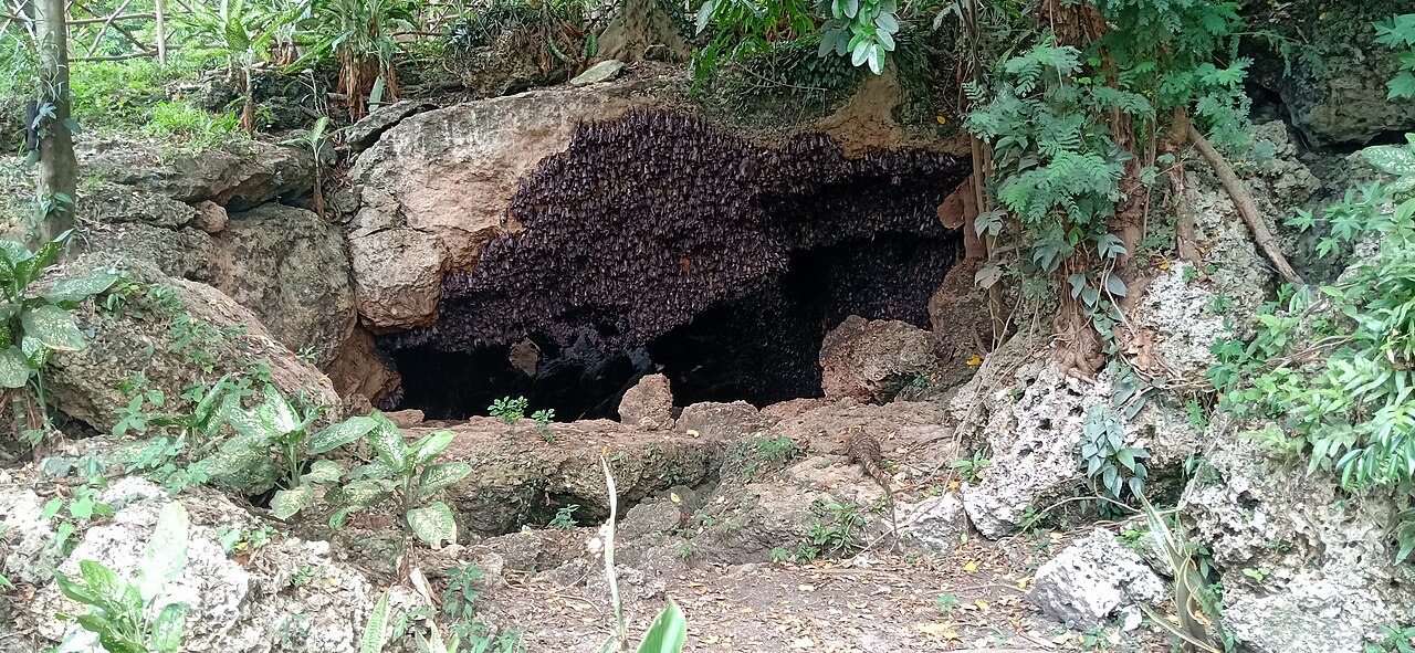 Fruit bats clustered around a cave opening at Monfort Bat Sanctuary in September 2018.